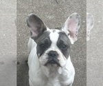Puppy Bart French Bulldog