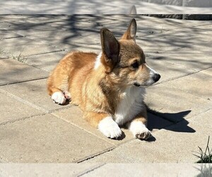 Medium Pembroke Welsh Corgi