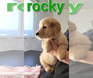 Golden Retriever Dog for Adoption in HOLTON, Michigan USA