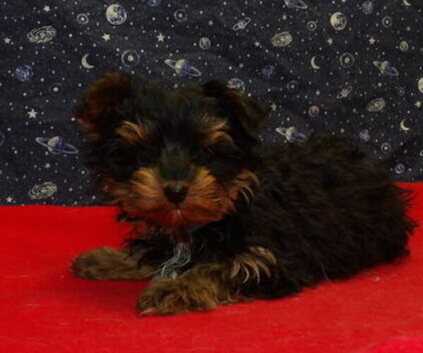 Medium Photo #19 Yorkshire Terrier Puppy For Sale in PATERSON, NJ, USA