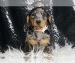 Small #3 Dachshund