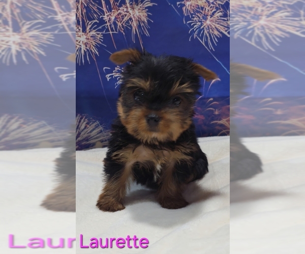 Medium Photo #5 Yorkshire Terrier Puppy For Sale in AZLE, TX, USA