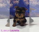 Small #4 Yorkshire Terrier