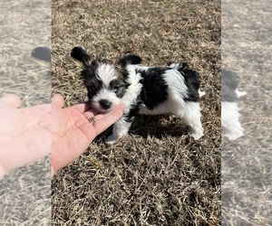 Chinese Crested Puppy for sale in MOUNTAIN HOME, AR, USA