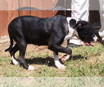 Small #1 American Pit Bull Terrier Mix