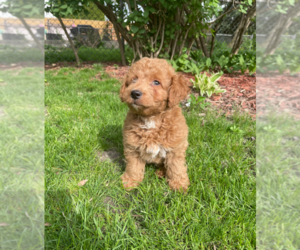 Goldendoodle (Miniature) Puppy for sale in MILWAUKEE, WI, USA