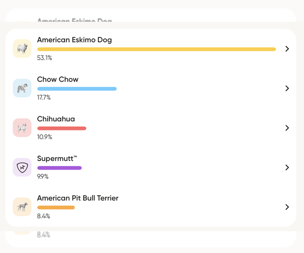 Medium Photo #7 American Eskimo Dog-Chow Chow Mix Puppy For Sale in Pikesville, MD, USA