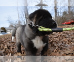 Small Photo #6 Akita Puppy For Sale in ROLLA, MO, USA