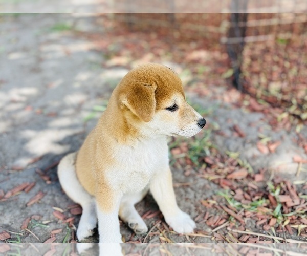 Medium Photo #9 Shiba Inu Puppy For Sale in FREMONT, CA, USA