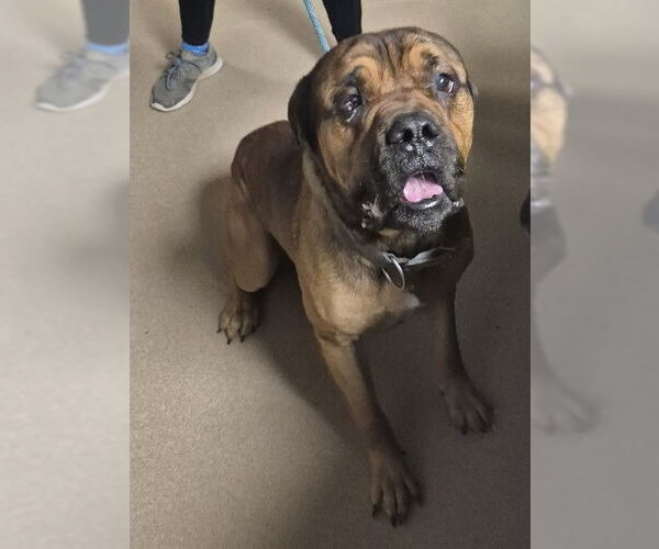 Medium Photo #1 Mastiff-Unknown Mix Puppy For Sale in Decatur, IL, USA