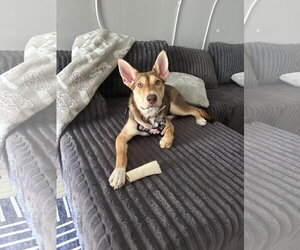 Siberian Husky-Unknown Mix Dogs for adoption in Plainfield, IL, USA