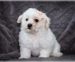 Small #4 Bichon Frise