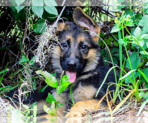 German Shepherd Dog Puppy for sale in NEW PORT RICHEY, FL, USA