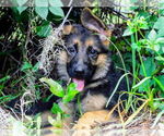 Small German Shepherd Dog