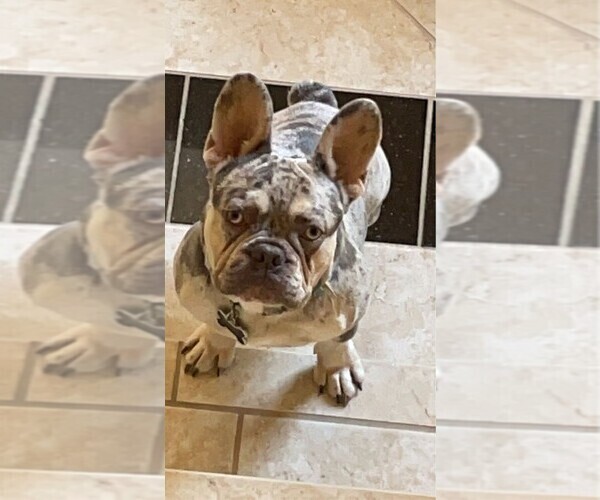 Medium Photo #1 French Bulldog Puppy For Sale in DAYTON, TX, USA