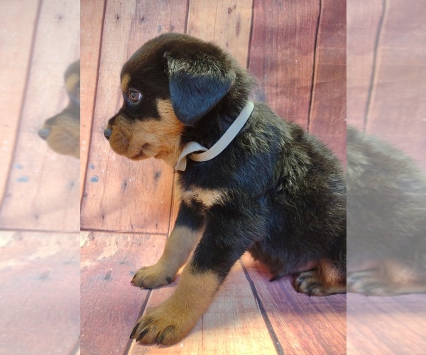Medium Photo #3 Rottweiler Puppy For Sale in BONAPARTE, IA, USA