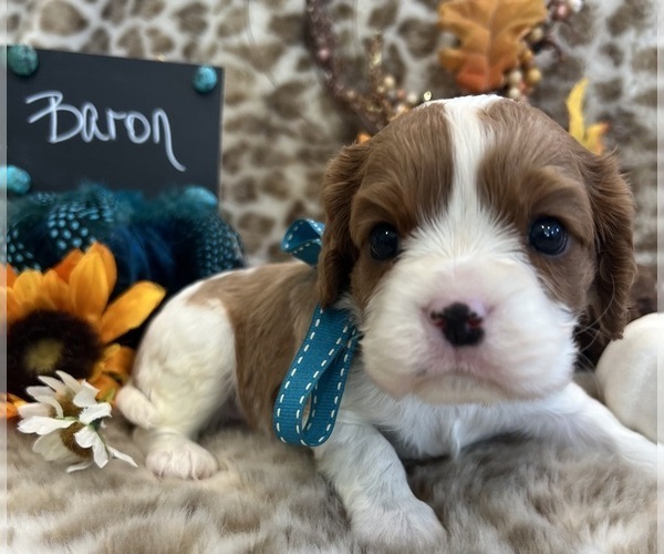 Medium Photo #1 Cavalier King Charles Spaniel Puppy For Sale in ABILENE, TX, USA