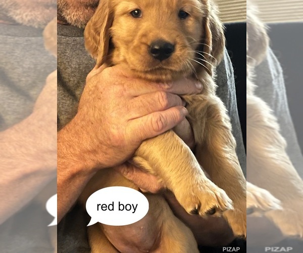 Medium Photo #3 Golden Retriever Puppy For Sale in FORT WORTH, TX, USA