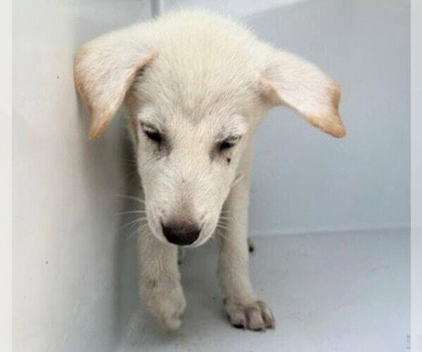 Medium Photo #1 Gerberian Shepsky Puppy For Sale in Houston, TX, USA