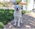 Small Photo #3 Golden Retriever Puppy For Sale in SYRACUSE, IN, USA
