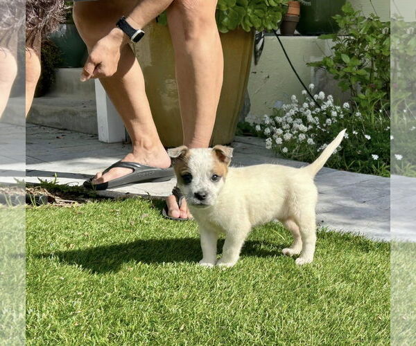 Medium Photo #2 Mutt Puppy For Sale in Paso Robles, CA, USA