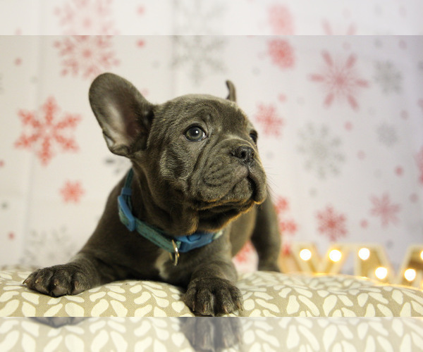 Medium Photo #2 French Bulldog Puppy For Sale in ERIAL, NJ, USA