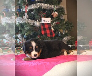 Bernese Mountain Dog Puppy for sale in BAYARD, NE, USA