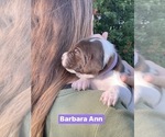 Small Photo #28 Pointer Puppy For Sale in SACRAMENTO, CA, USA