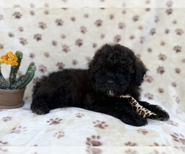 Medium Photo #2 Shih-Poo Puppy For Sale in LAKELAND, FL, USA
