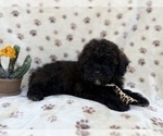 Small #1 Shih-Poo