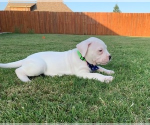 Dogo Argentino Puppy for sale in MOORE, OK, USA