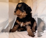 Small Photo #40 Miniature Bernedoodle Puppy For Sale in AUBURNDALE, FL, USA
