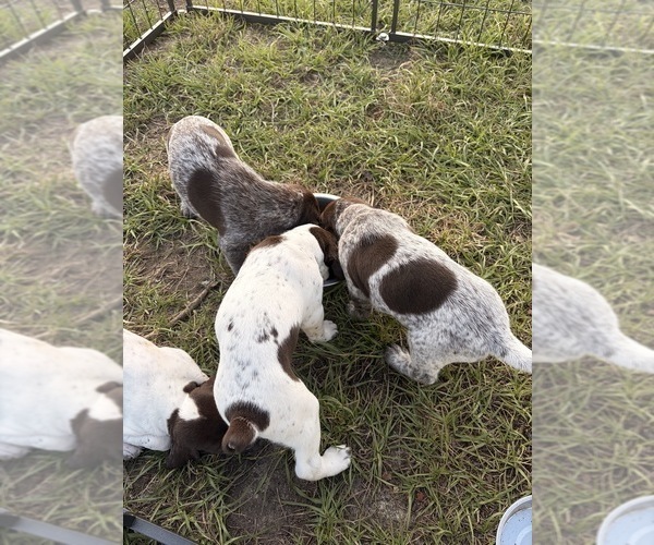 Medium Photo #7 German Shorthaired Pointer Puppy For Sale in CAMDEN, SC, USA