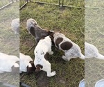 Small #6 German Shorthaired Pointer