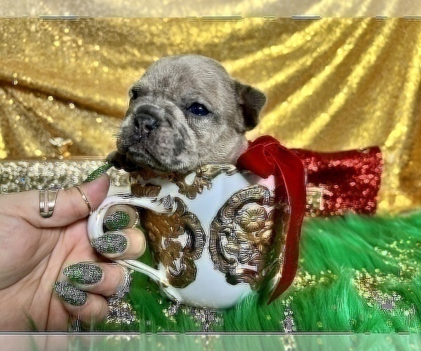 Medium Photo #108 French Bulldog Puppy For Sale in HAYWARD, CA, USA