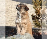 Small Photo #4 Aussiedoodle Miniature  Puppy For Sale in MENDON, MI, USA