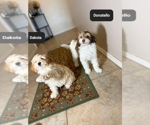 Medium Photo #3 Poovanese Puppy For Sale in TUCSON, AZ, USA