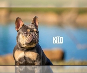 Father of the French Bulldog puppies born on 05/09/2022