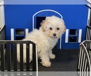Maltipoo Puppy for sale in LOUISVILLE, KY, USA