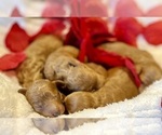 Small Photo #11 Goldendoodle (Miniature) Puppy For Sale in HALTOM CITY, TX, USA