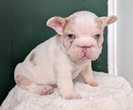 Small Photo #20 French Bulldog Puppy For Sale in GOSHEN, IN, USA