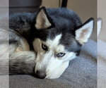 Small #2 Siberian Husky