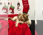 Small Photo #17 Yorkshire Terrier Puppy For Sale in SAINT CLOUD, FL, USA