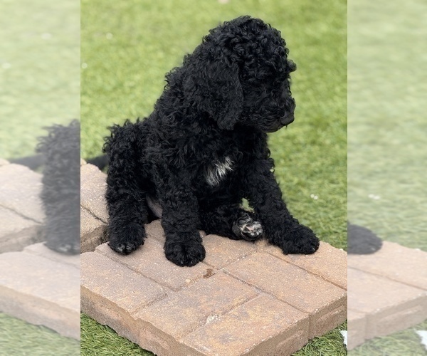 Medium Photo #7 Goldendoodle Puppy For Sale in GIBSONTON, FL, USA