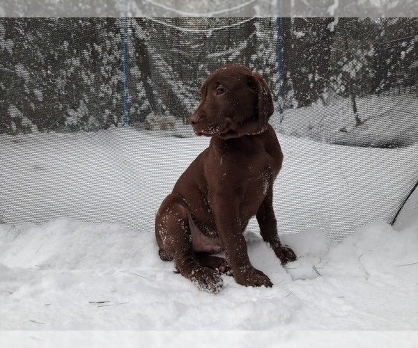 Medium Photo #5 Labrador Retriever Puppy For Sale in SHREWSBURY, MA, USA
