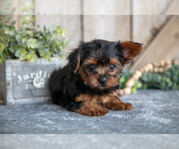 Medium Photo #12 Yorkshire Terrier Puppy For Sale in GREENWICH, OH, USA