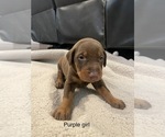 Small Photo #10 Doberman Pinscher Puppy For Sale in GRANT, AL, USA