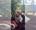 Small Photo #17 Goldendoodle (Miniature) Puppy For Sale in LEWISBURG, PA, USA