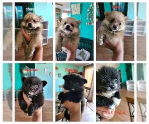Pomeranian Dogs for adoption in CHILLICOTHE, OH, USA