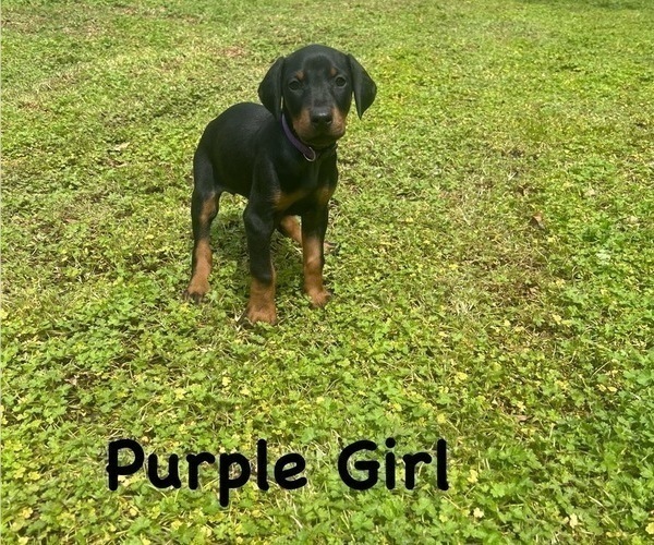 Medium Photo #13 Doberman Pinscher Puppy For Sale in NEW KENT, VA, USA